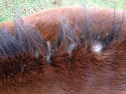 Worming with ivermectin can lead to weeping spots in the mane. This was after they'd cleared.