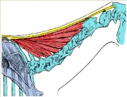The nuchal ligament runs from poll to wither and links with the vertebrae. Yellow = funicular part, home to neck threadworms.