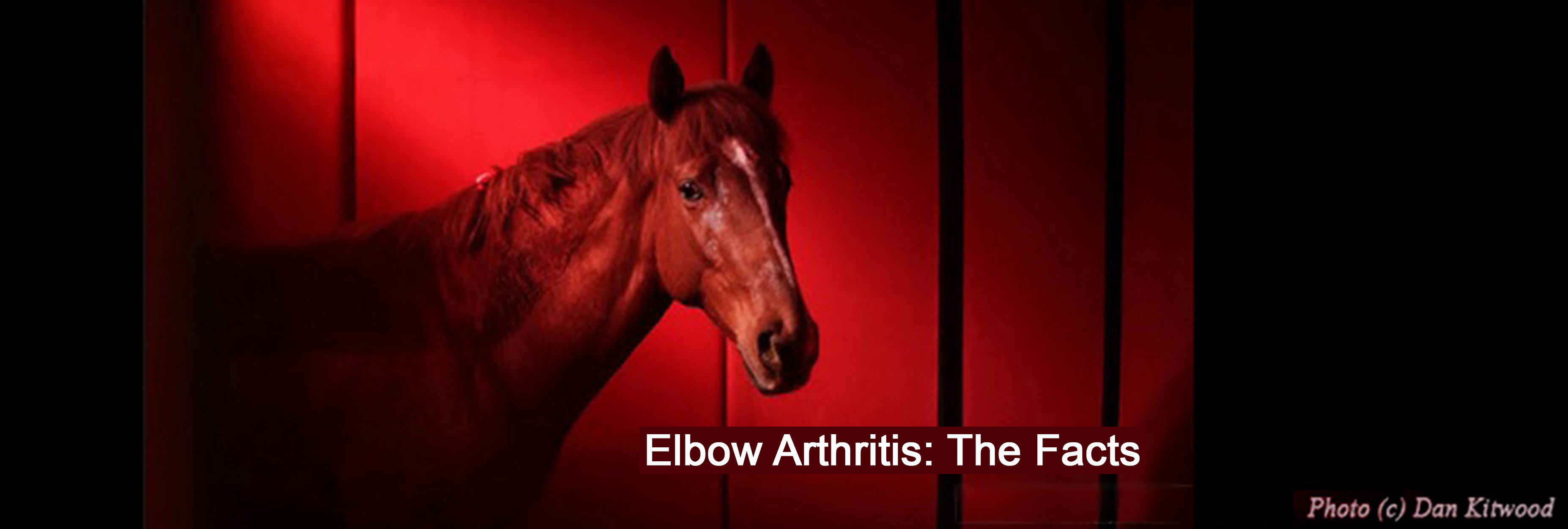 Revealed: the Common Equine Arthritis You Won’t Read About in Textbooks