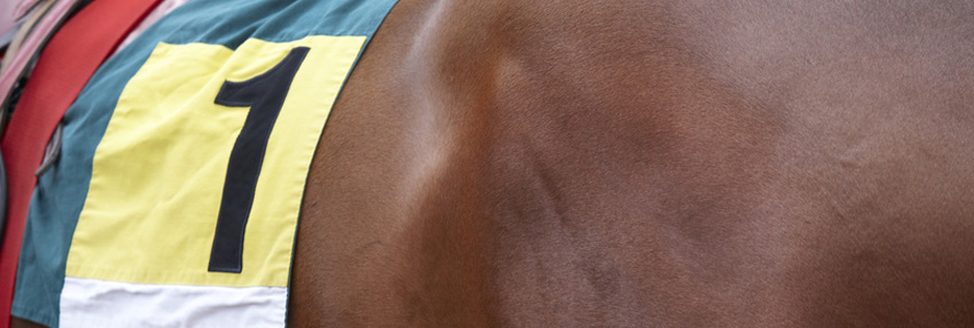 8 Golden Rules For Helping Your Thoroughbred Get Right Off The Track