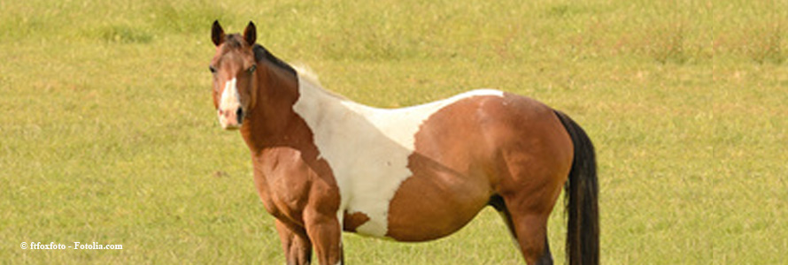 Is Your Mare Having a First or a Third World Pregnancy?