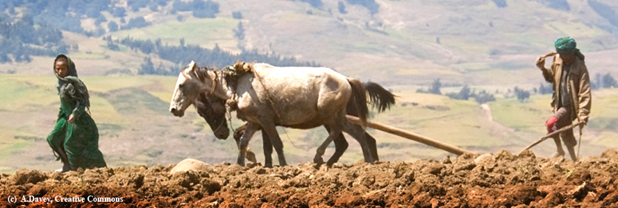 Why It Matters To 112 Million Working Equines That You Read This Post