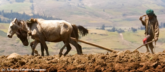 Why It Matters To 112 Million Working Equines That You Read This Post ...