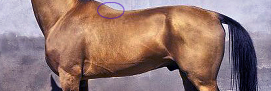 Meet Spinalis, the Forgotten Muscle in Saddle Fitting