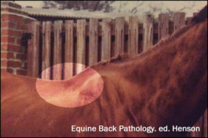 Equine Back Pathology