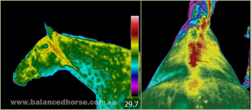 equine thermal imaging camera