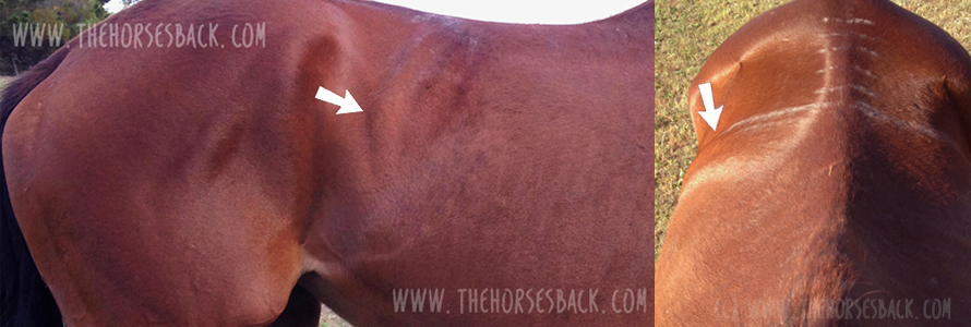 An Unwelcome Side Effect: Transitional Vertebrae in Horses