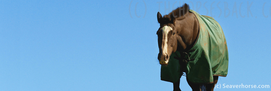 Using Rug Sensors to Monitor Your Horse's REM Sleep