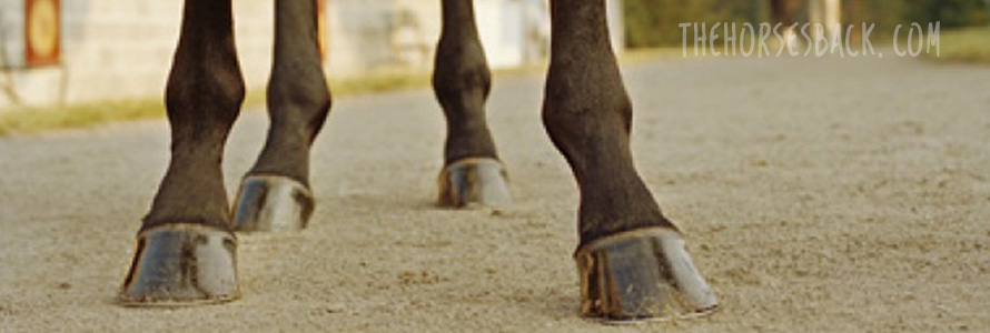 All About Crooked Legs: Angular Limb Deformities in Horses and Foals