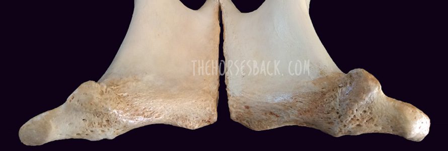 A Pelvic Blow Out? The Widened Pubic Symphysis in Horses