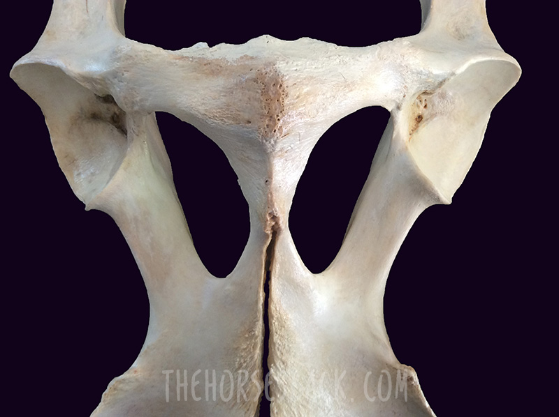 The Sprung Pelvis: Is it Worse in Ridden Horses? - The Horse's Back