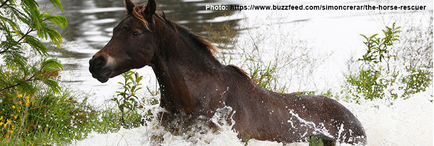 Scabbed, Scalded and Sore - Wet Weather and Your Horse's Skin
