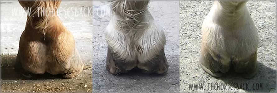 Beyond Sidebone: Pastern Pain and the Lateral Cartilage