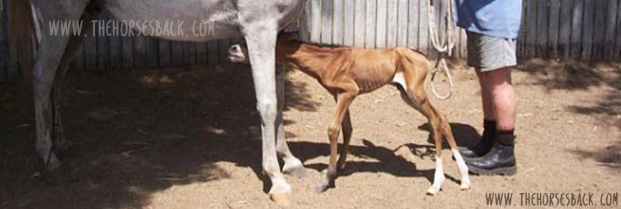 Here’s a Round Up of My Premature and Dysmature Foal Research