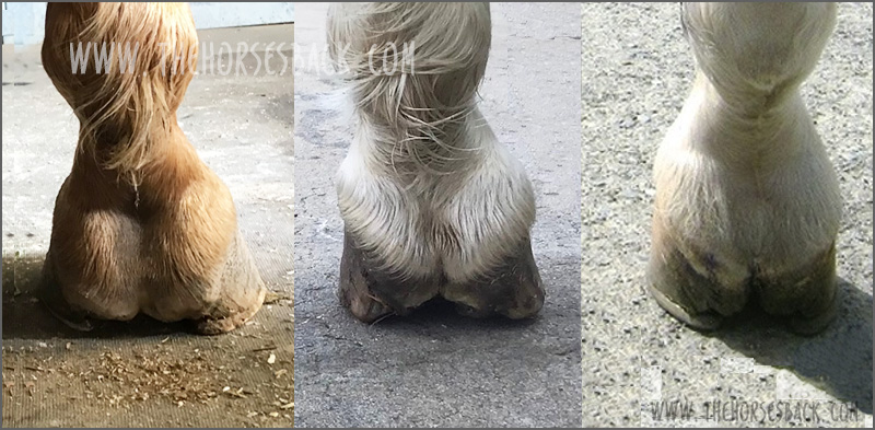 Supporting low-heeled horses with remedial and nail-free shoeing | Hoof  care, Hooves, Horse information