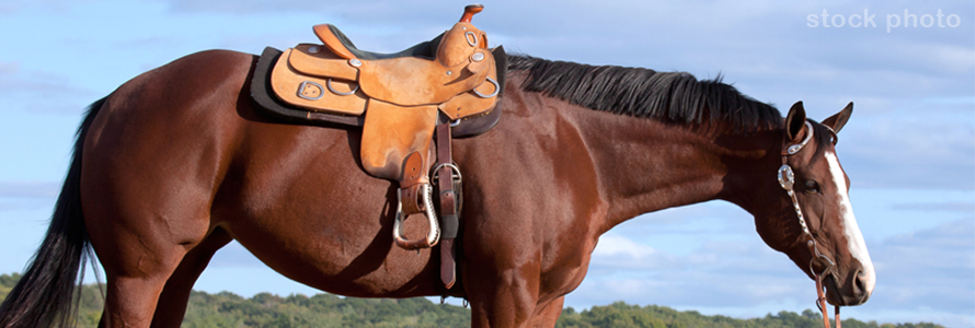 Introducing Common Saddle Fit Problems in Quarter Horses
