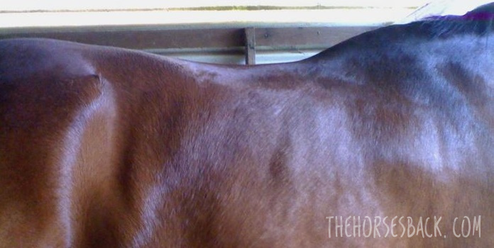 Quarter Horse overdeveloped lumbar muscles