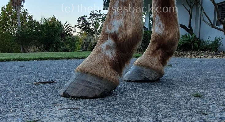 Pelvic practure sway front hooves