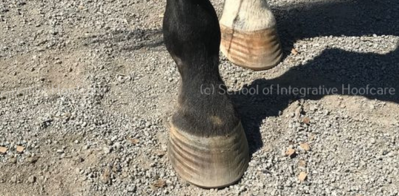 Swaying Opinion: Can Ataxia Cause Hind Hoof Rings?
