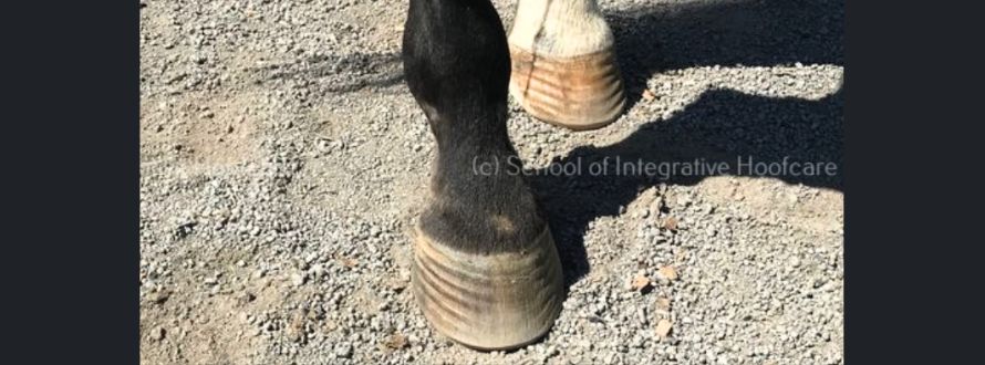 Swaying Opinion: Can Ataxia Cause Hind Hoof Rings?