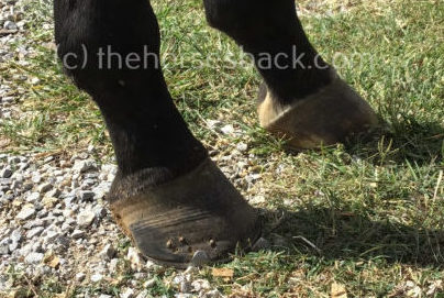 Hind hoof rings are significant