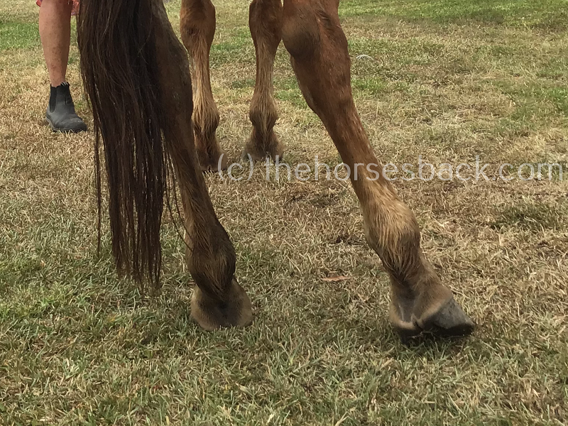 Northern Suburbs Vets - Greensborough & Rosanna - Crooked Tail Carriage In  Horses
