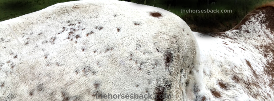 More Than a Blemish: How a Knocked Down Hip Can Affect Horses