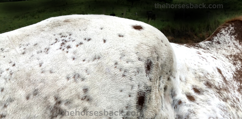 Appaloosa with severe fracture of tuber coxae