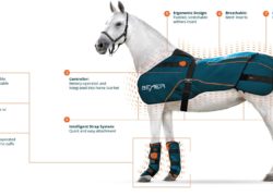 How Does The BEMER Blanket Work? - The Horse's Back