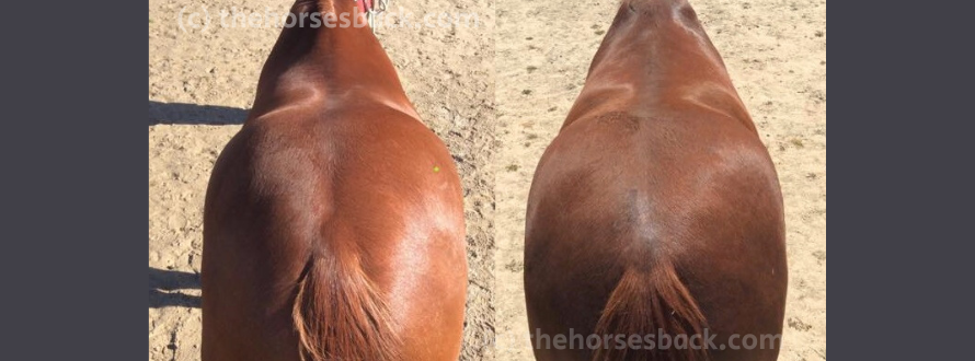 How to Create Better Before And After Photos of Horses (and Spot Misleading Ones)
