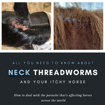 All You Need to Know About Neck Threadworms and Your Itchy Horse