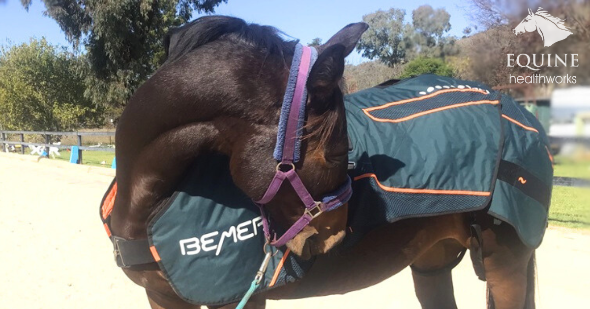 Horse turns to look at problem area.