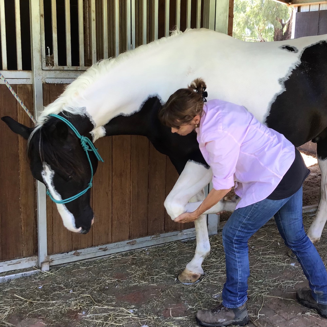 Equine Therapies