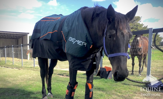 BEMER horse blanket Archives - The Horse's Back