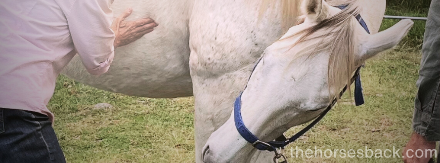 10 Equine Bodywork Responses That Tell Us Heaps About Horses