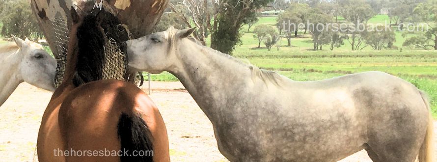 Physio at Feed Time: Using Food to Mobilize Your Horse's Body