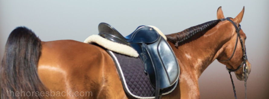 Introducing Common Saddle Fit Problems in Arabian Horses