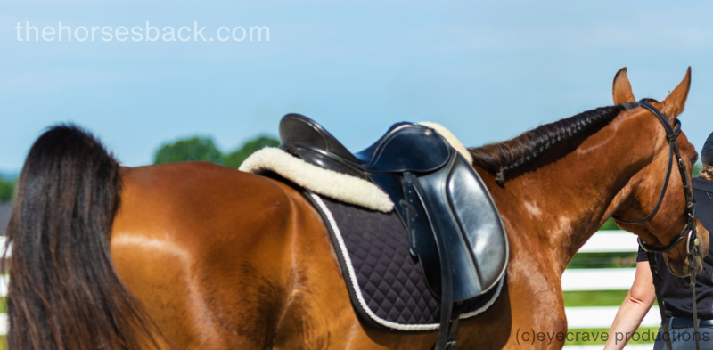 Arabian saddle fitting can be complex