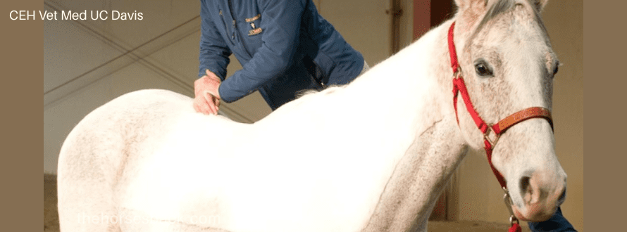 Hiring an Equine Chiropractor: 10 Crucial Questions You Need to Ask