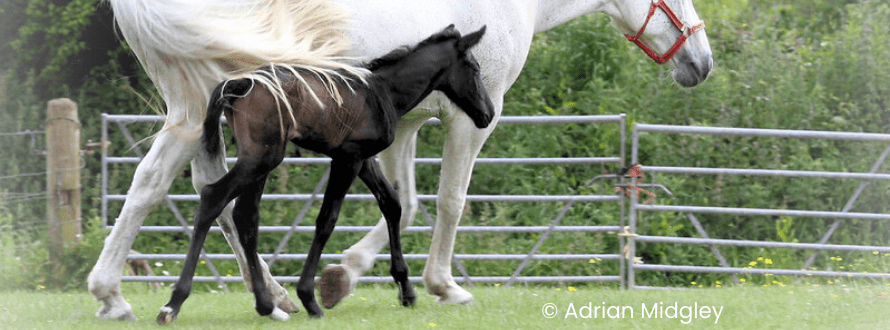 How Early Intervention Can Help Straighten Your Foal’s Crooked Legs