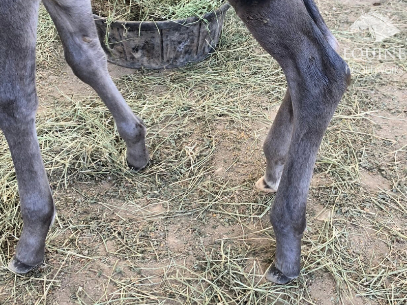 Congenital angular limb deformity