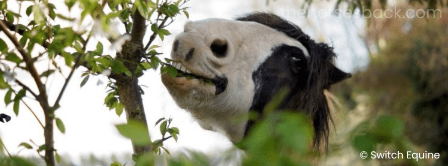 Here's How Effective Paddock Management Can Improve Your Horse's Health