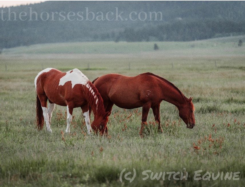 Two horses grazing Paddock Management USA
