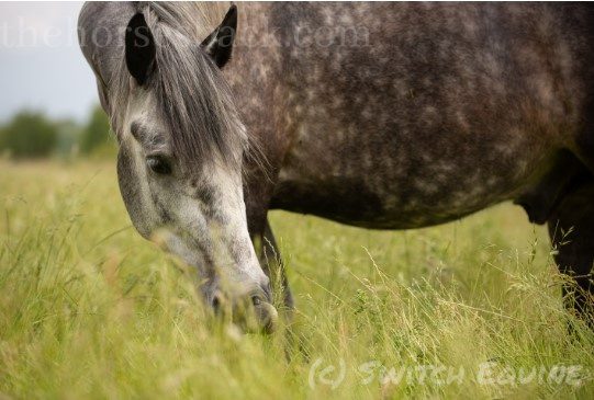 Horse grazing in long grass - paddock management