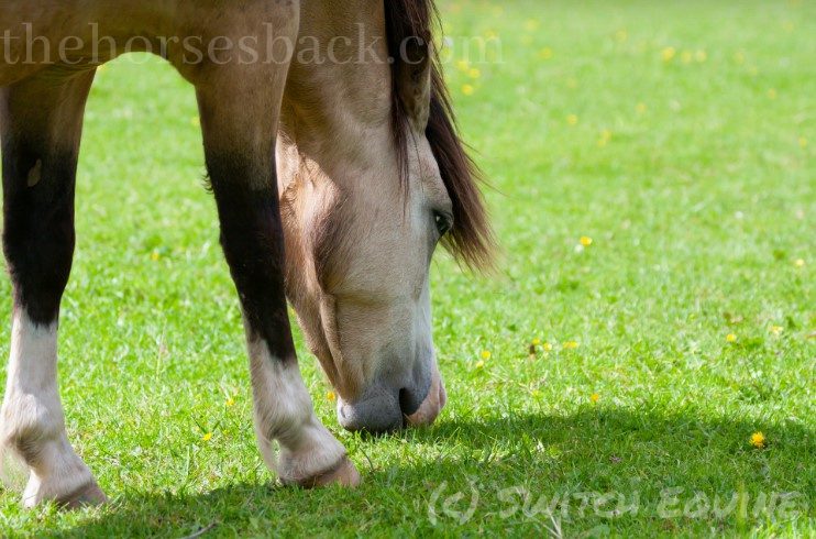 Horse grazing - Paddock management