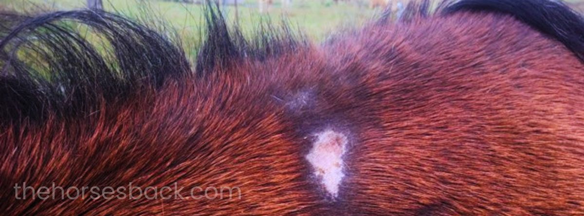 If You Have an Itchy Horse, You Really Need to Read This Book on Neck Threadworms