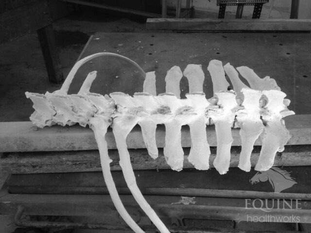 The weirdest skeleton I ever came across had multiple areas of fusion through the vertebral joints. After digging around in various texts and scientific literature to ascertain the cause, I came across a paleopathology paper that described much the same condition in an uncovered Gallo-Roman horse skeleton - Diffuse Idiopathic Skeletal Hyperostosis (DISH).
More commonly seen in humans, who of course get the required medical imaging (and no doubt a lot of pain relief), this involves ossification of the tendon and ligament insertion points around the vertebral joints, as well as some other areas of the body. In humans, it's also known as Forestier disease.
DISH is typified in its advanced stages by the ''flowing wax'' appearance of the ossified structures, and it's this that helped me to recognize the condition in the Gallo-Roman horse skeleton as being the same/very similar to the skeleton I had.
To my eternal regret, my sample deteriorated badly during cleaning - the horse lived in a low phosphorous area, and the resulting calcium:phosphoorous imbalance which can lead to bone brittleness. However, the unusual formations and sheer extent of the fusion are still visible.