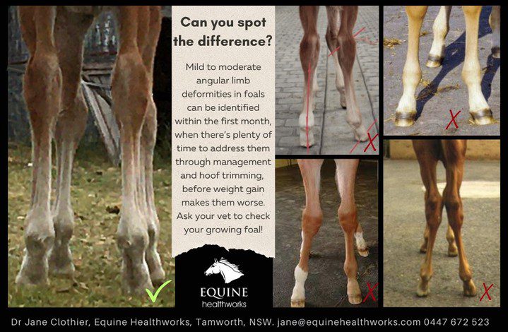 Foals are on the ground in Australia, so these early weeks are when it's time to check out their legs for straightness. If you know what to look for, all well and good. But if you don't, ask your vet just to be sure. Dr. C. Wayne McIlwraith, Professor in orthopaedics, recommends regular veterinary checks starting at 30 days - a deviation that may be barely noticeable in the first month can become much more pronounced as the foal gains height and weight.
Most deviations will correct naturally with careful management, with only the most severe and those unresponsive to trimming needing surgical intervention. The earlier better - if you can find the right hoof practitioner, someone who with clear knowledge of taping for this problem, and a vet to keep an eye on things, much can come right in a really short period of time. I also recommend gentle bodywork to help the foal to open out while they're getting less exercise due to confinement.
- Jane