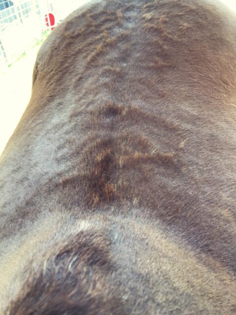 The emergence of lacing… this pony’s coat has been raised for a week, in the distinctive webbed pattern. The few white hairs align with the raised ridges. My money is on reticulated leukotrichia, thankfully the non-painful variety.
