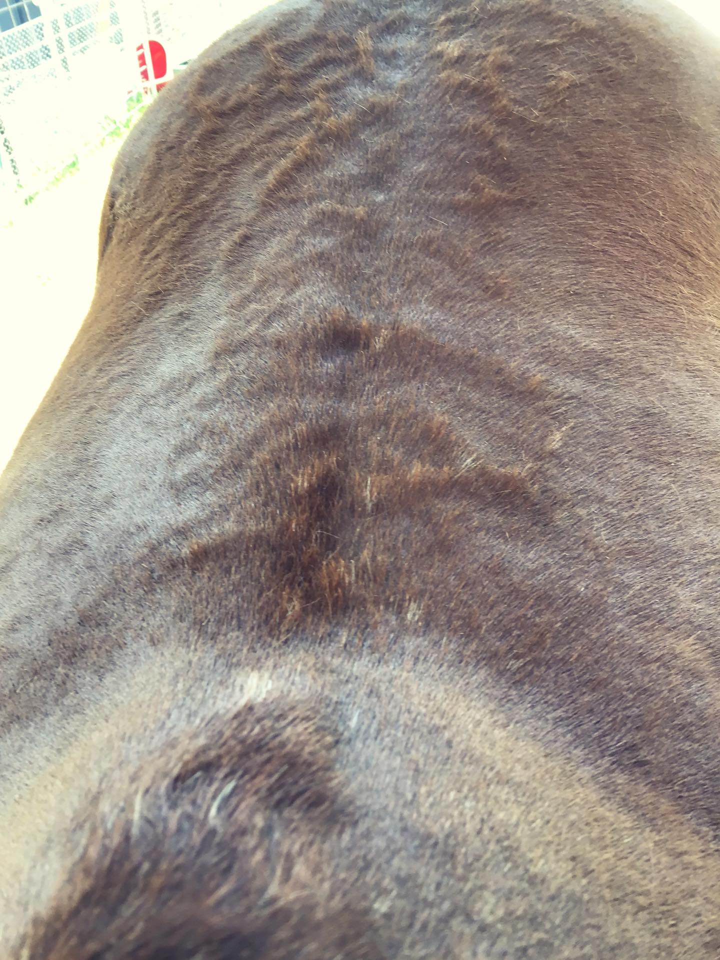 The emergence of lacing… this pony’s coat has been raised for a week, in the distinctive webbed pattern. The few white hairs align with the raised ridges. My money is on reticulated leukotrichia, thankfully the non-painful variety.